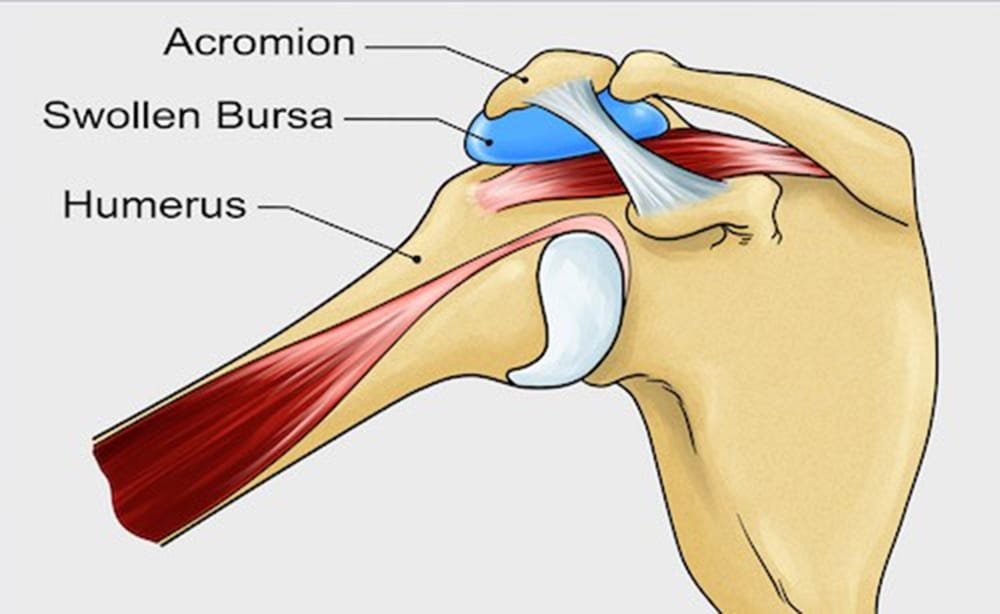 anatomy